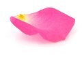 LOGO_Rose Office GmbH