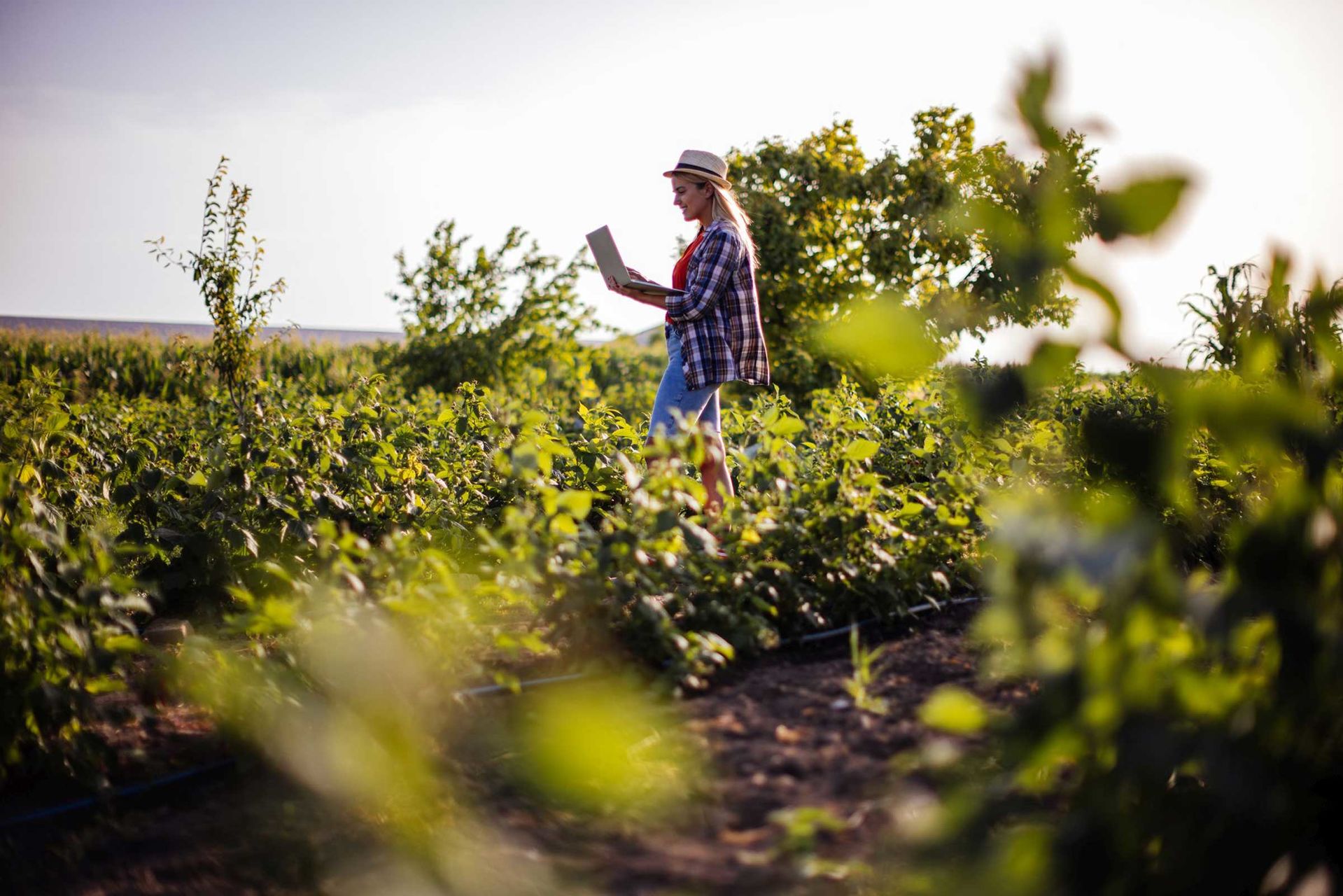 Bio-Bäuerin auf dem Feld mit einem Laptop in der Hand