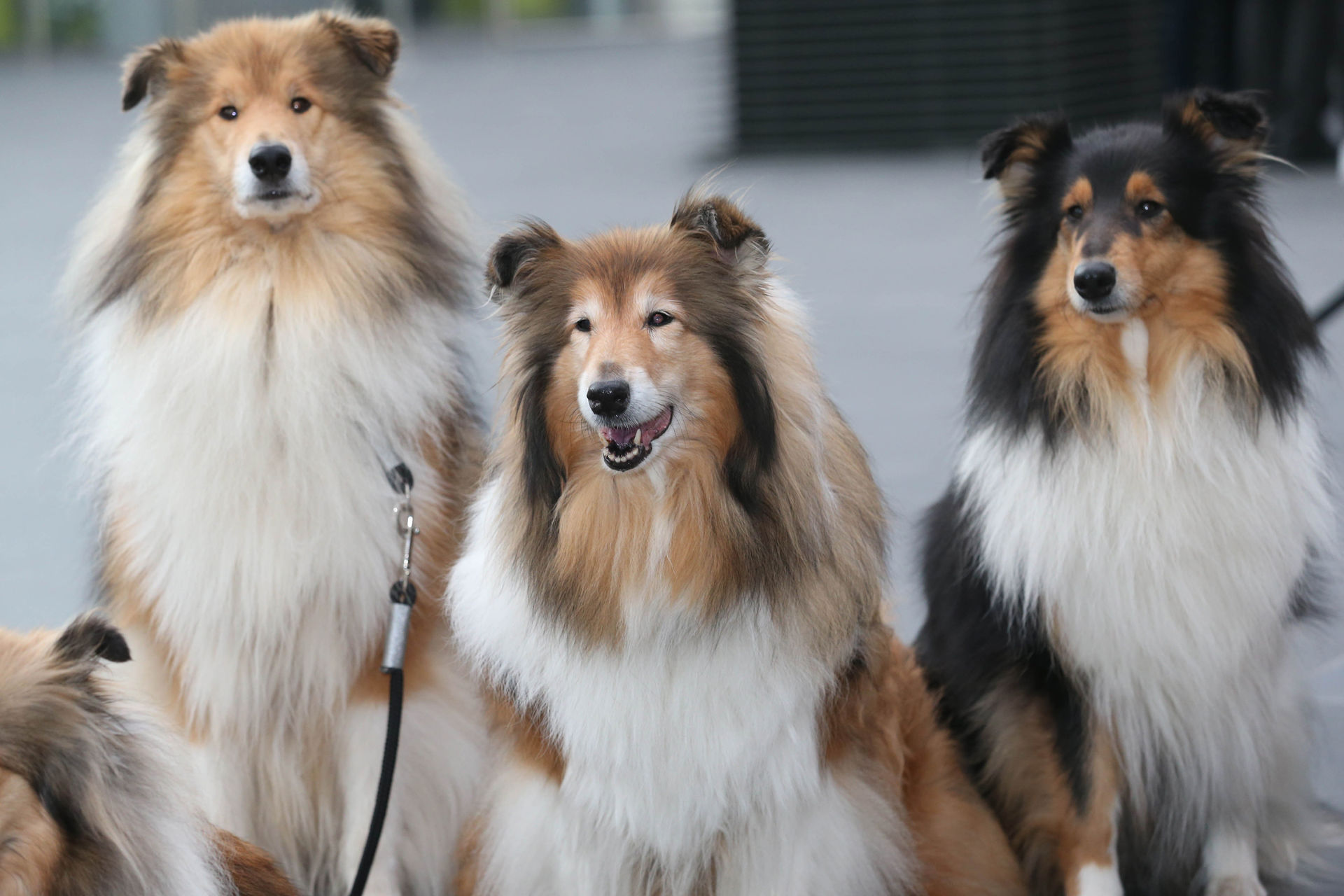 Collies auf der CACIB