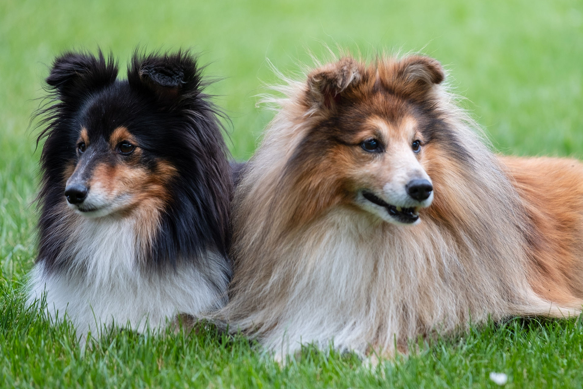 Zwei Rassehunde