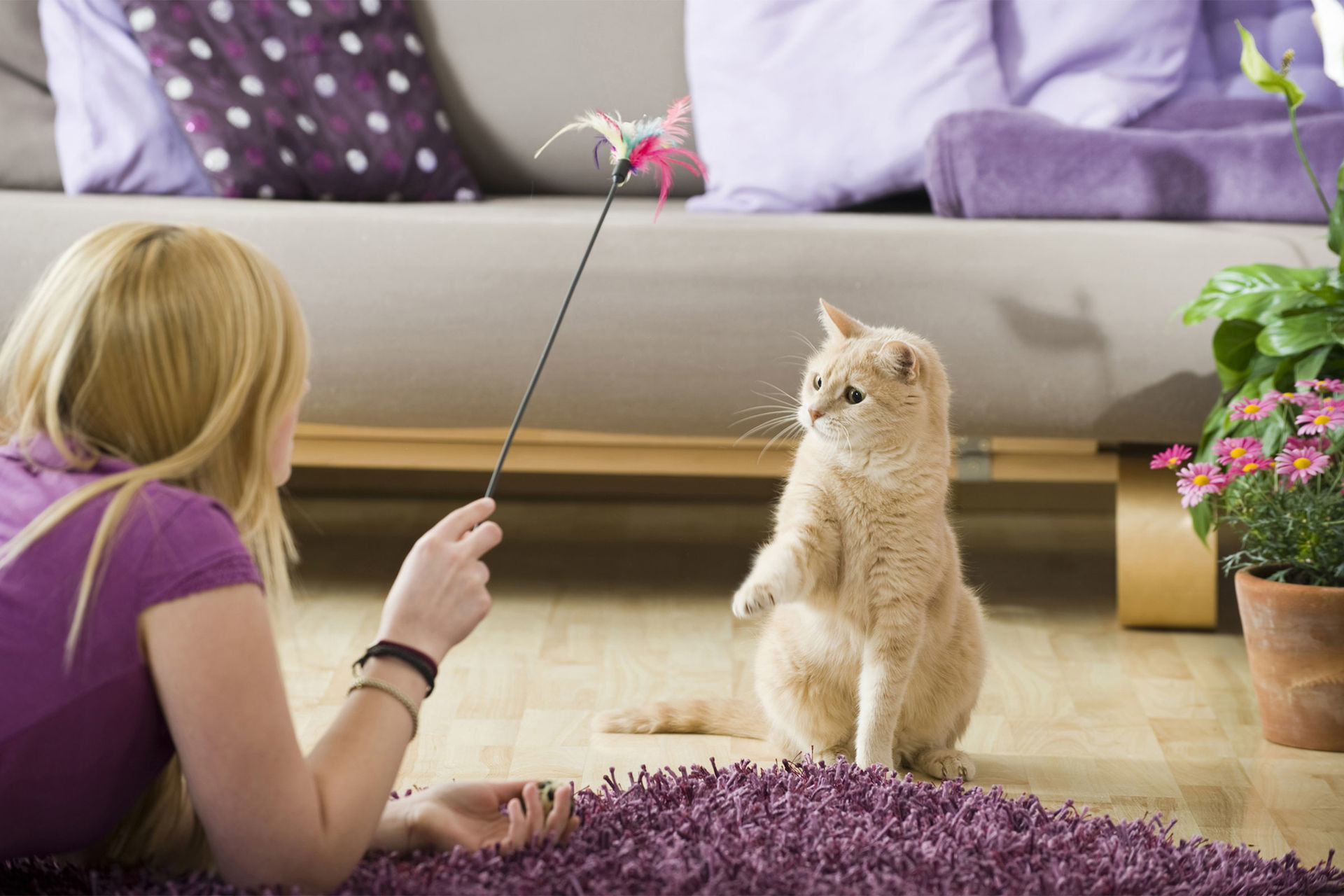 Katze spielt mit Katzenspielzeug
