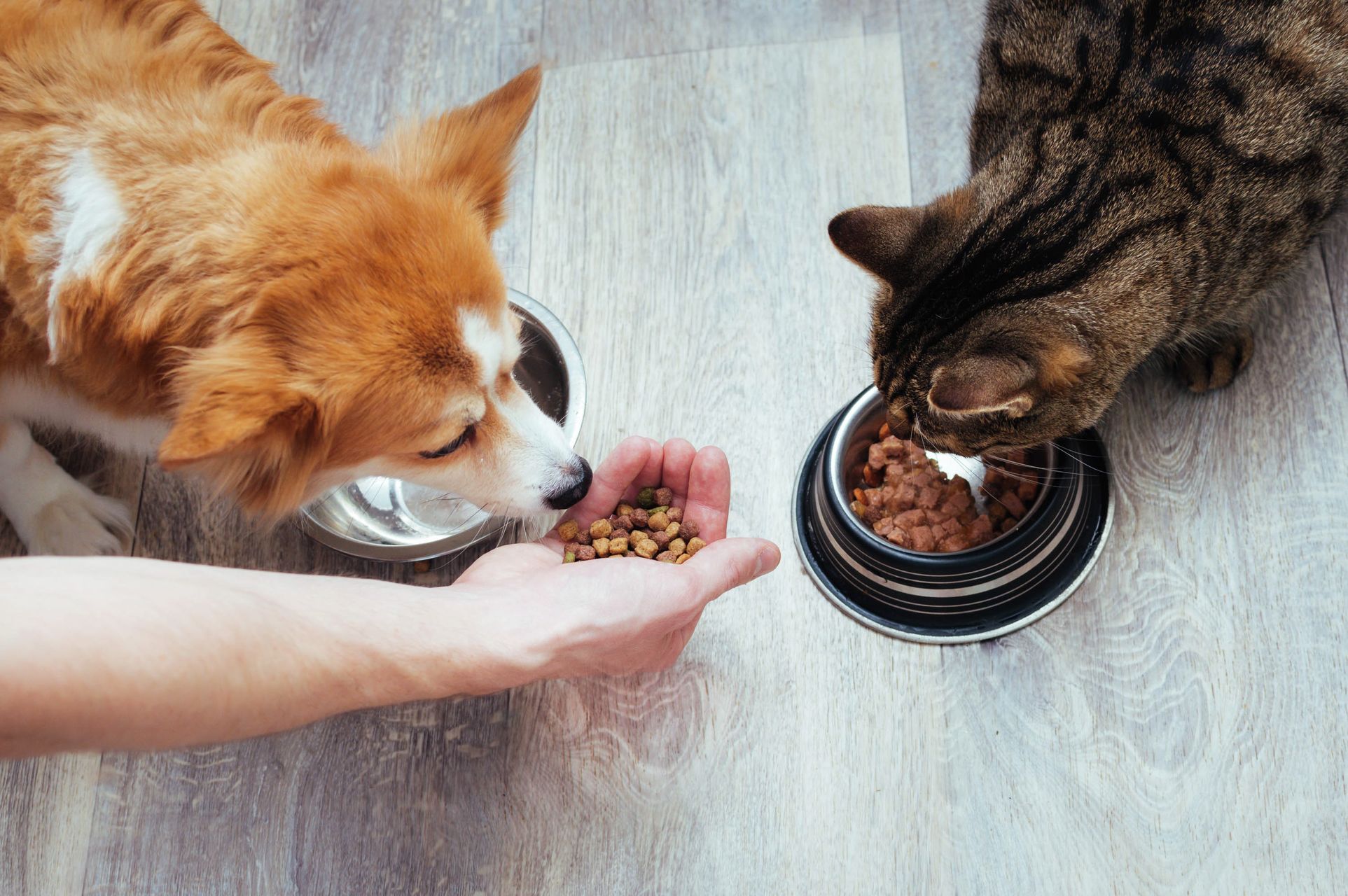 Ein Hund und eine Katze werden gefüttert