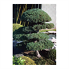 LOGO_Pinus Pentaphylla parviflora