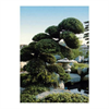 LOGO_Juniperus chinensis