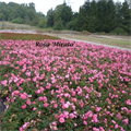 LOGO_Rosen