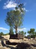 LOGO_Superlarge tree-moving