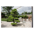 LOGO_Garten-Bonsais