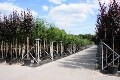 LOGO_Container nurseries