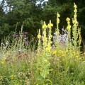 LOGO_SCHMETTERLINGS- UND WILDBIENENSAUM – den ganzen Sommer lang Blüten in Hülle und Fülle