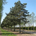 LOGO_Conifers