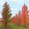 LOGO_Liquidambar styraciflua