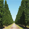 LOGO_Quercus robur 'Fastigiata Koster'