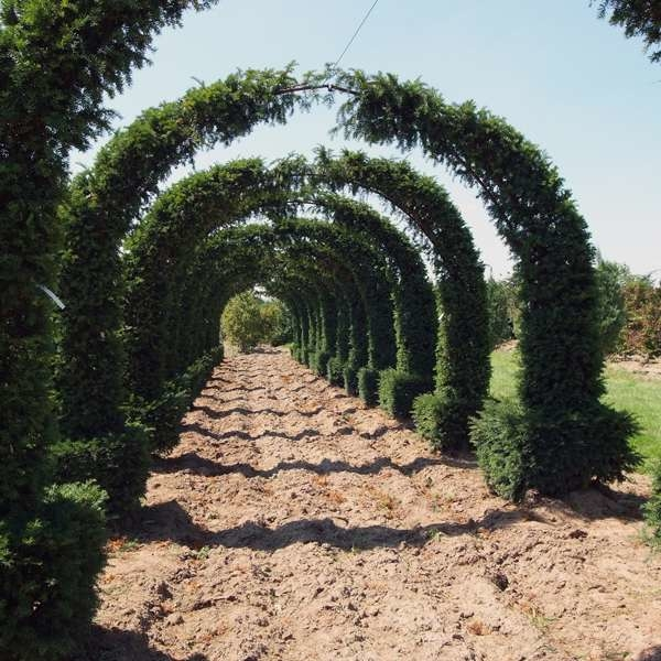 LOGO_Taxus baccata Topiary - Arches