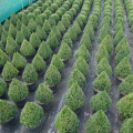 LOGO_Container nursery
