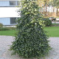 LOGO_Winterbepflanzung