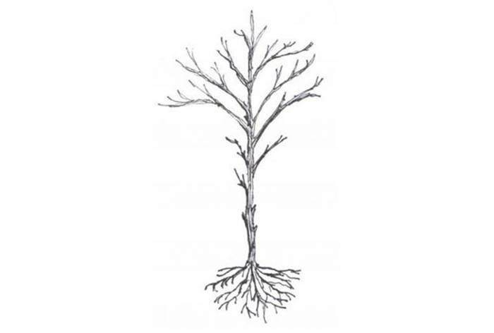 LOGO_Bare Root Transplants & Hedging