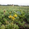 LOGO_Sedum Extra Vegetation Blankets