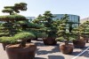 LOGO_Exklusive Bonsai´s – Import + Export