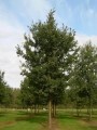 LOGO_Fagaceae Quercus robur