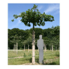 LOGO_Aesculus hippocastanium, Dachform