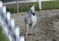 LOGO_PADDOCKS AND EQUESTRIAN AREAS STABILISATION SYSTEM