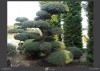 LOGO_Taxus cuspidata / Japanese yew