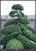 LOGO_Juniperus chinensis / chinesischer Wacholder