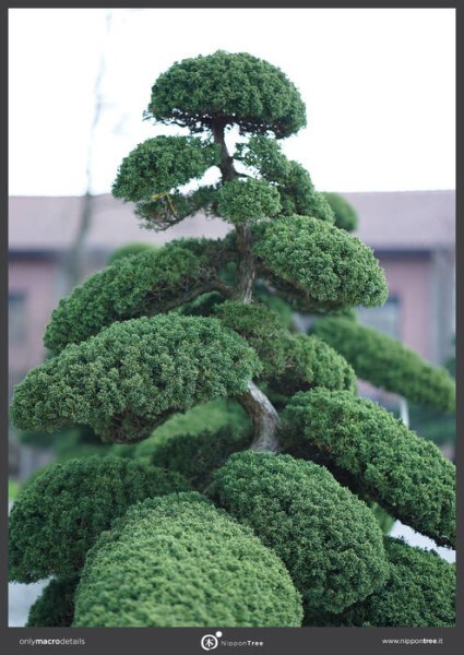LOGO_Juniperus chinensis / Chinese juniper