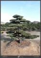 LOGO_Pinus parviflora var. pentaphylla / Japanese white pine