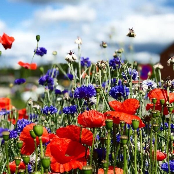 LOGO_COLOUR BOOST 2 - HIGH-IMPACT ANNUALS WILDFLOWER MIXTURE