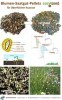 LOGO_easySeed Blumen-Saatgut-Pellets