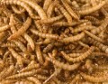 LOGO_Mealworms