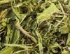 LOGO_Dandelion Leaves