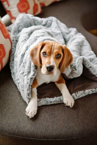 LOGO_Blankets