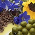 LOGO_Marine and Vegetable Oils and Fats