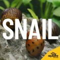 LOGO_Snail