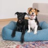 LOGO_Fantail: Premium pet accessories with a contemporary design.