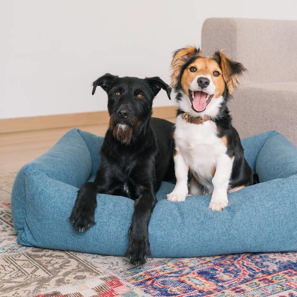 LOGO_Fantail: Premium pet accessories with a contemporary design.