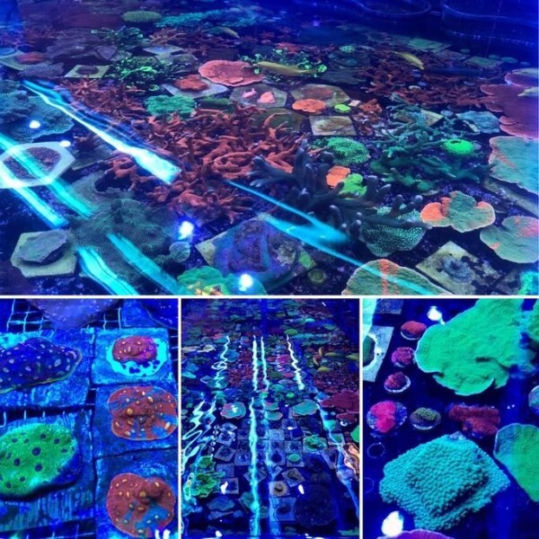 LOGO_CORAL FARM