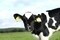 LOGO_Feed