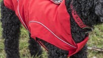 LOGO_Dog winter jacket in red
