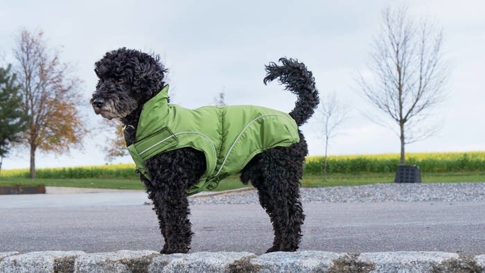 LOGO_Dog’s rain jacket / all-year jacket in green “MATT”
