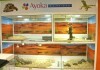 LOGO_REPTILES DISPLAY