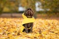 LOGO_Yellow Dog Raincoat