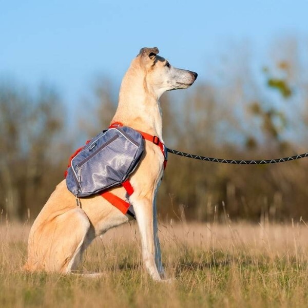 LOGO_iEnergy MAE Dog Backpack: 2-in-1 Harness and Removable Pack