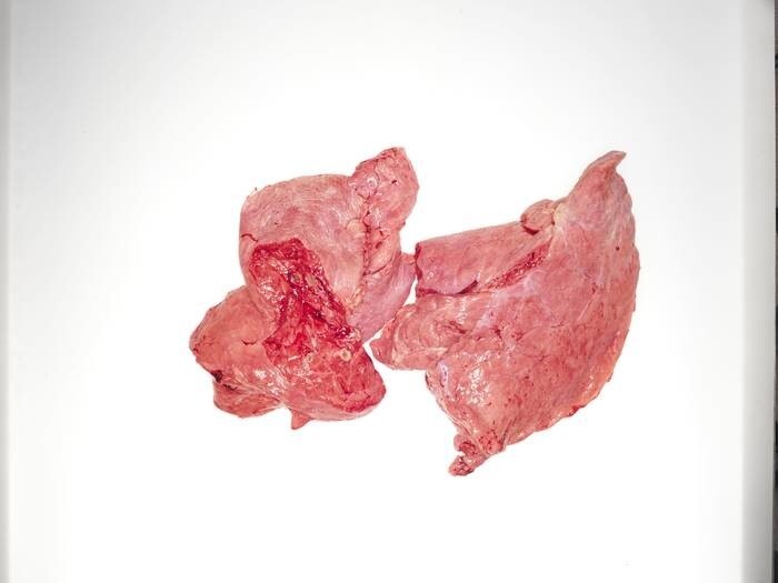 LOGO_Beef and pork lung