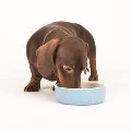 LOGO_Scruffs® Icon Long Eared Dog Bowl