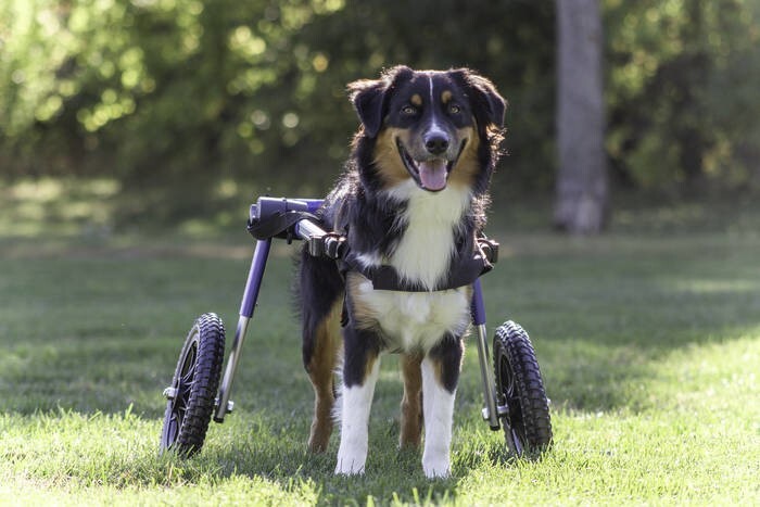LOGO_Walkin' Pets Rear Mini Dog Wheelchair