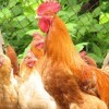 LOGO_CHICKEN