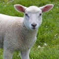 LOGO_MUTTON / LAMB